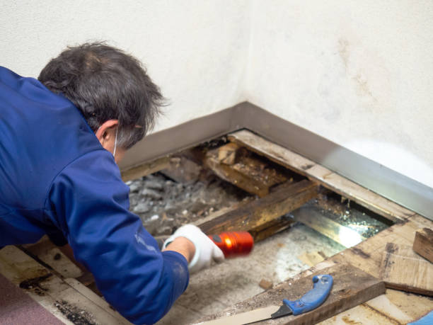 Best Mold Removal and Inspection  in Homer, AK