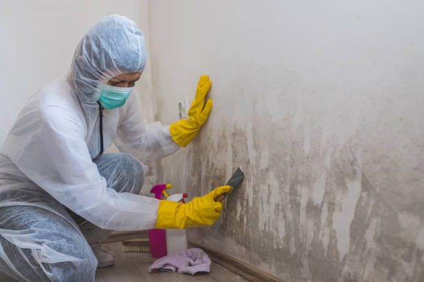 Best Crawl Space Mold Removal  in Homer, AK