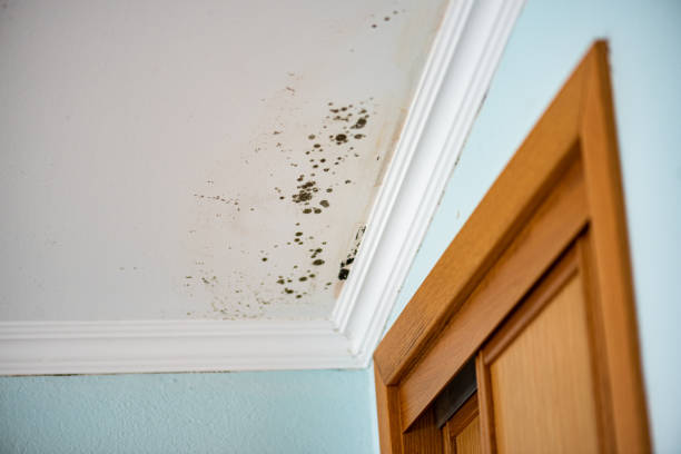 Best Attic Mold Removal  in Homer, AK