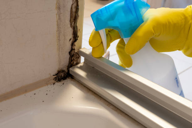 Best Mold Remediation Experts  in Homer, AK