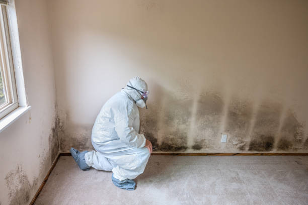 Best Mold Testing  in Homer, AK