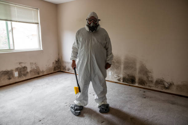 Best Certified Mold Removal  in Homer, AK