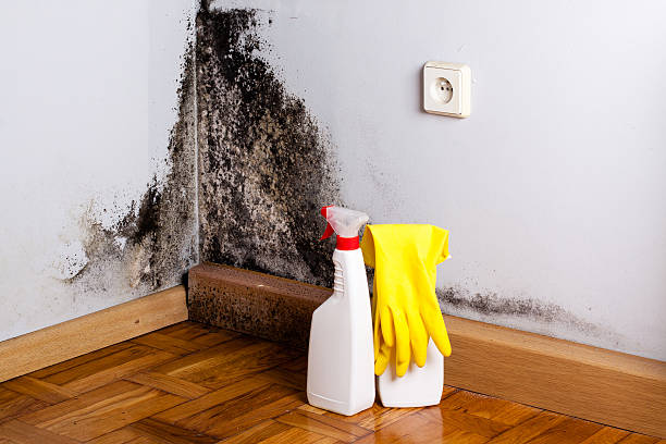 Best Mold Inspection  in Homer, AK
