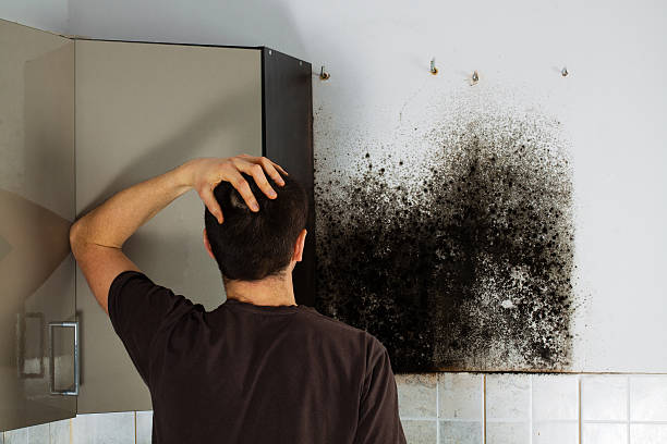 Professional Mold Removal in Homer, AK